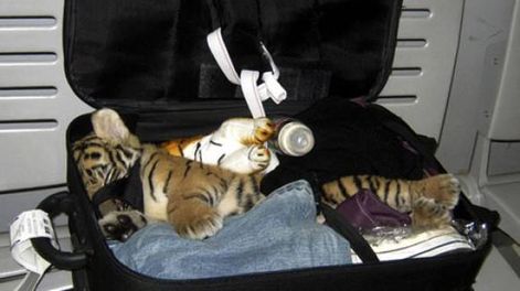 Un cachorro de tigre, en una valija en el aeropuerto de Bangkok