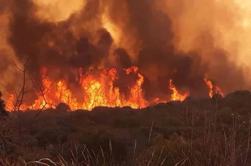 Perdió tres hectáreas de olivos, corrales y parte de una casa por un terrible incendio