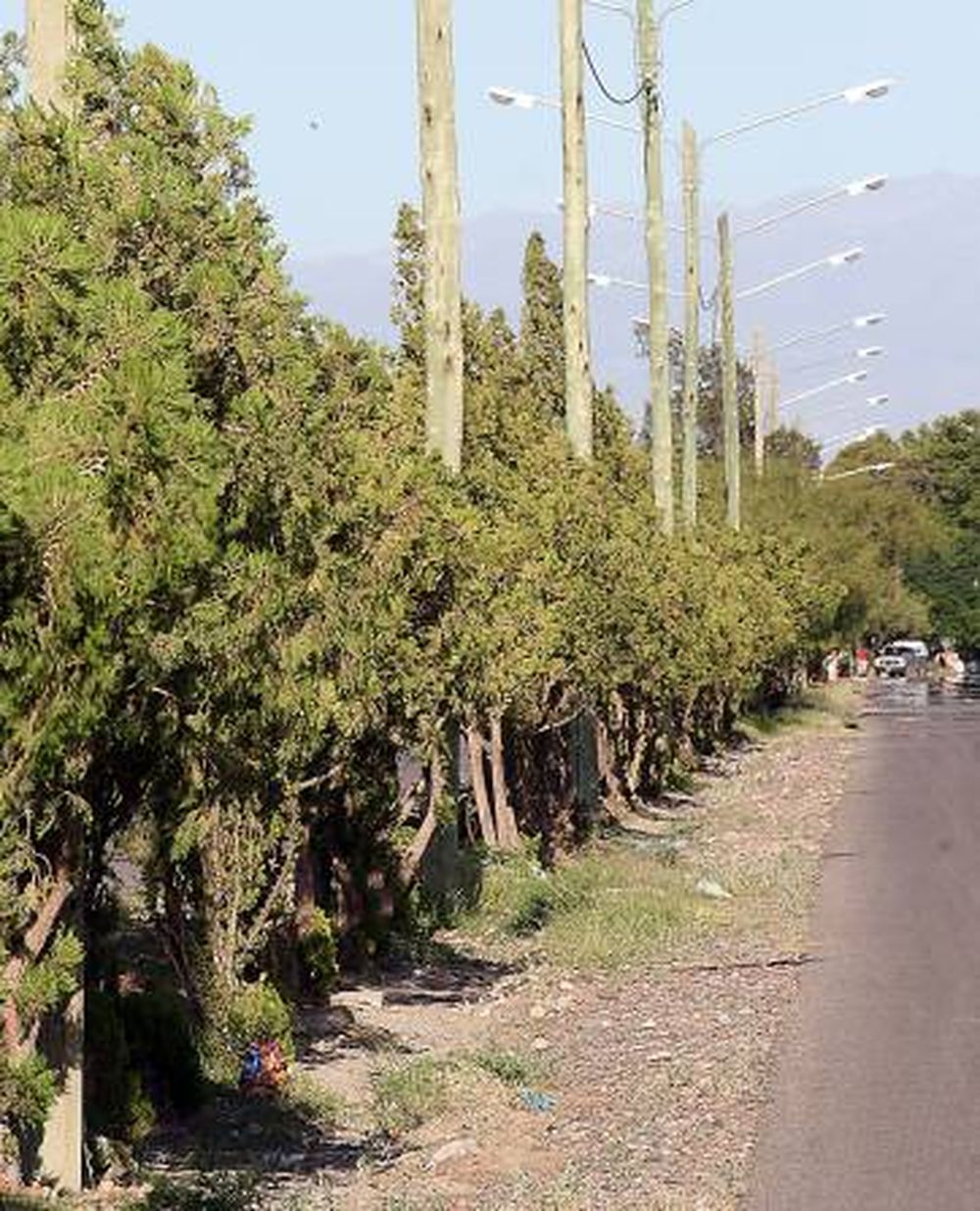Reforestarán en La Bebida con ejemplares de aguaribay