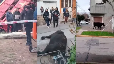 Volcó un camión con vacas: varias fueron faenadas por los vecinos y otras anduvieron sueltas por un barrio
