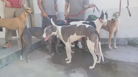 Desmantelan una carrera ilegal de galgos y detienen a 20 personas