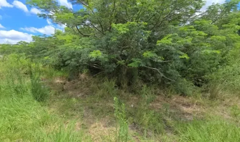 Horror: hallaron a una mujer de 62 años muerta bajo un árbol y creen que se trató de un crimen