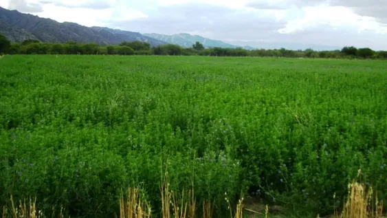 La zeolita ya es contenido curricular