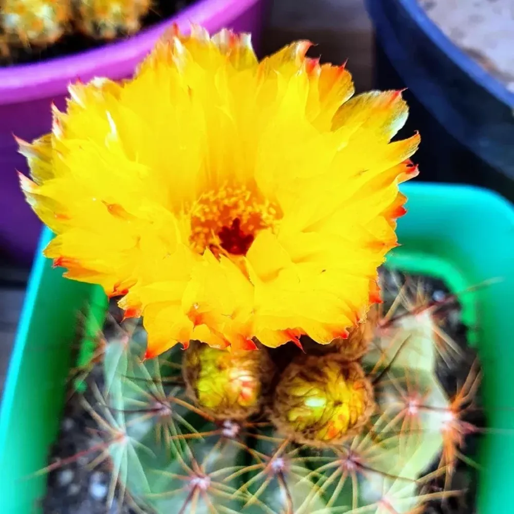 Más flores de cactus