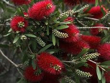 callistemon o limpiatubos: el arbolito de flores rojo fuego que llena de vida el jardin