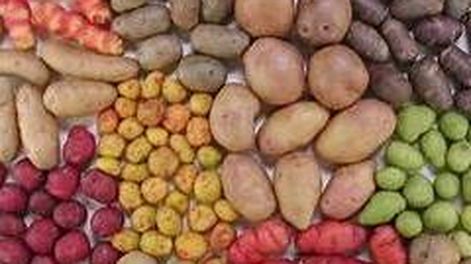 Papas nativas andinas: no hay semillas