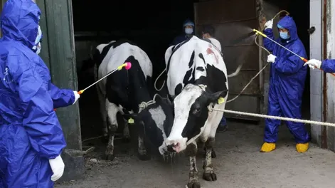 Les puso anteojos de realidad virtual a sus vacas y logró aumentar la producción de leche