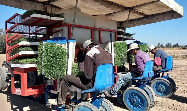 Comenzó temporada de transplante de tomate destinado a agroindustria