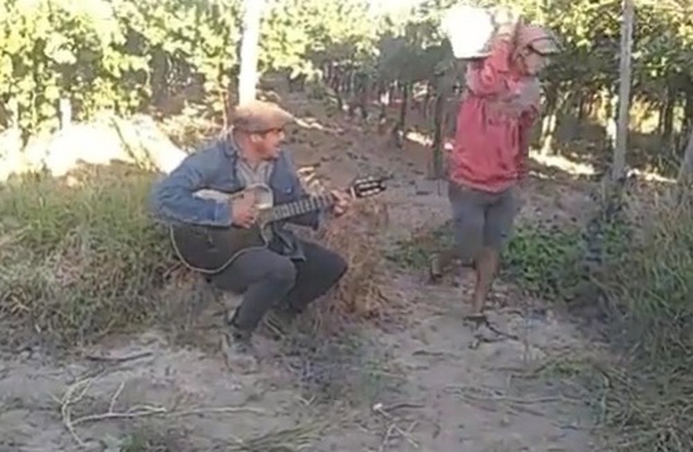 Una serenata durante la cosecha en 25 de Mayo que se volvió viral