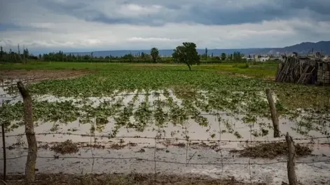 Las lluvias de verano, ¿dañan los cultivos sanjuaninos? El análisis de un especialista del INTA