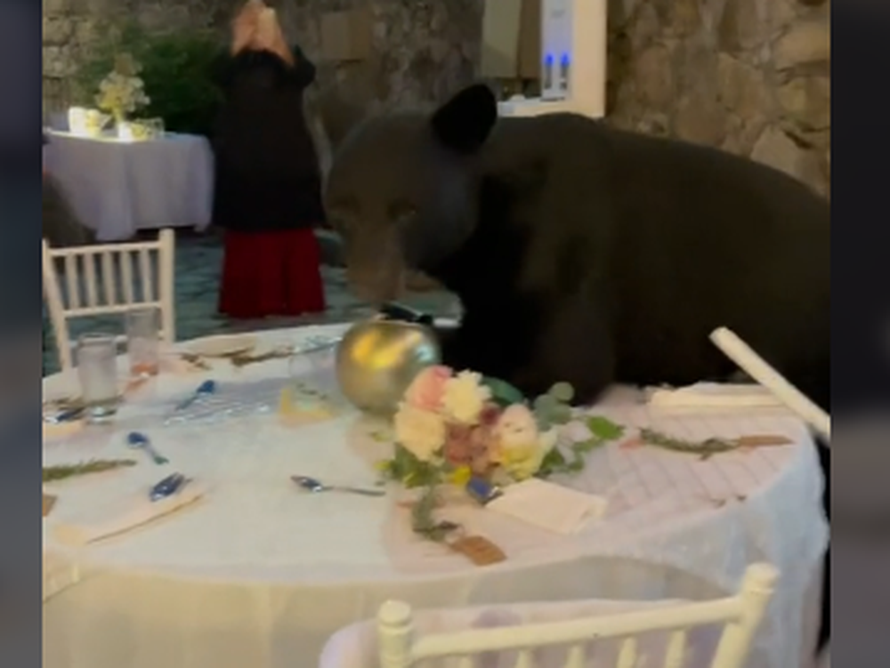 [VIDEO] Un oso irrumpió en una boda por un poco de comida