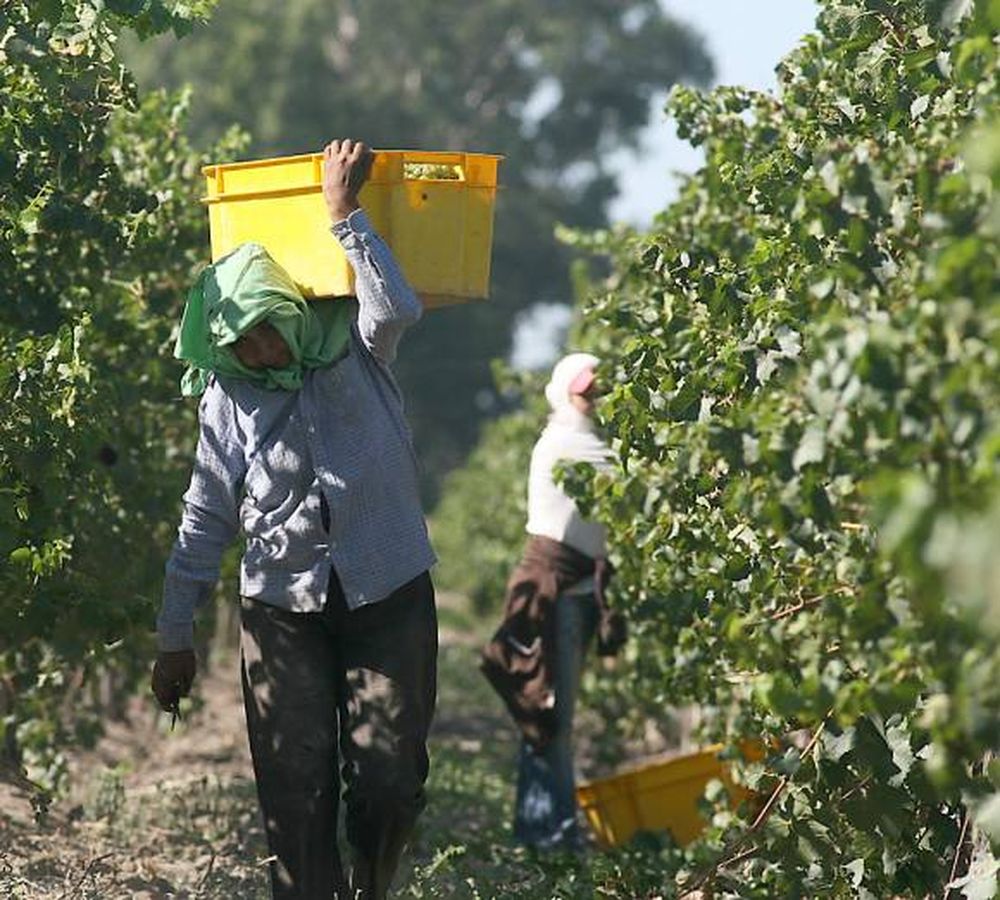Mosto, precio y falta de cosechadores