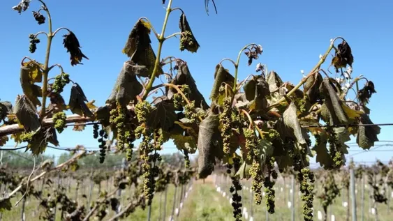 Massa anunciará medidas para paliar heladas tardías