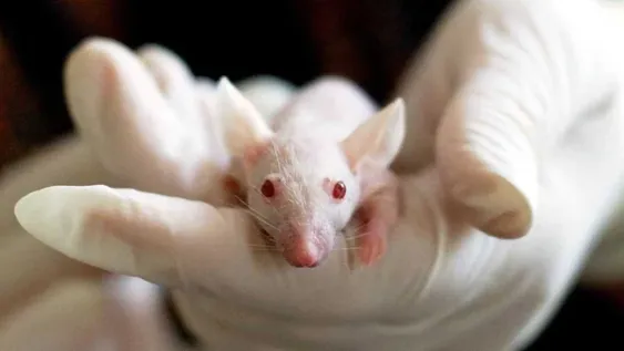 Investigadores chinos descubrieron que Ómicron pudo haberse originado en ratones