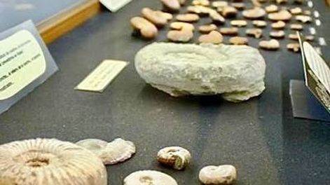 tesoro historico perdido: la historia del sacerdote frances que llevo una coleccion cientifica a ee. uu