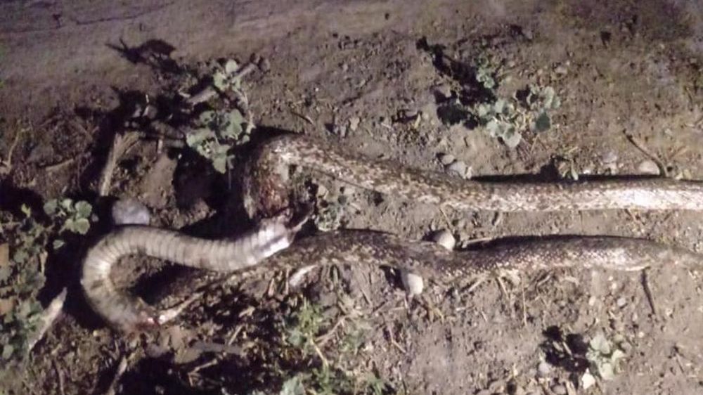 Una joven de 23 años fue mordida por una víbora en 25 de Mayo