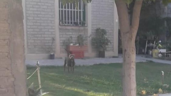 El pitbull que le provocó una herida de 12 puntos a una niña y atemoriza a todo un barrio