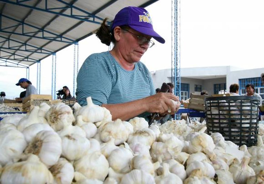 Ajeros stockean mercadería para que el precio repunte