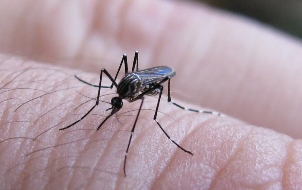 Se confirmaron nuevos casos de dengue y chikungunya.
