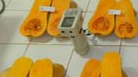 Buscan híbridos de zapallos tipo anco con calidad de exportación