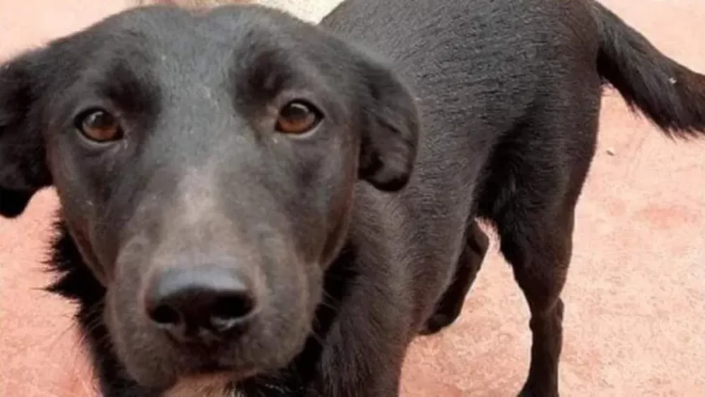 Condenaron a un año de prisión a un hombre que violó y mató a una perra