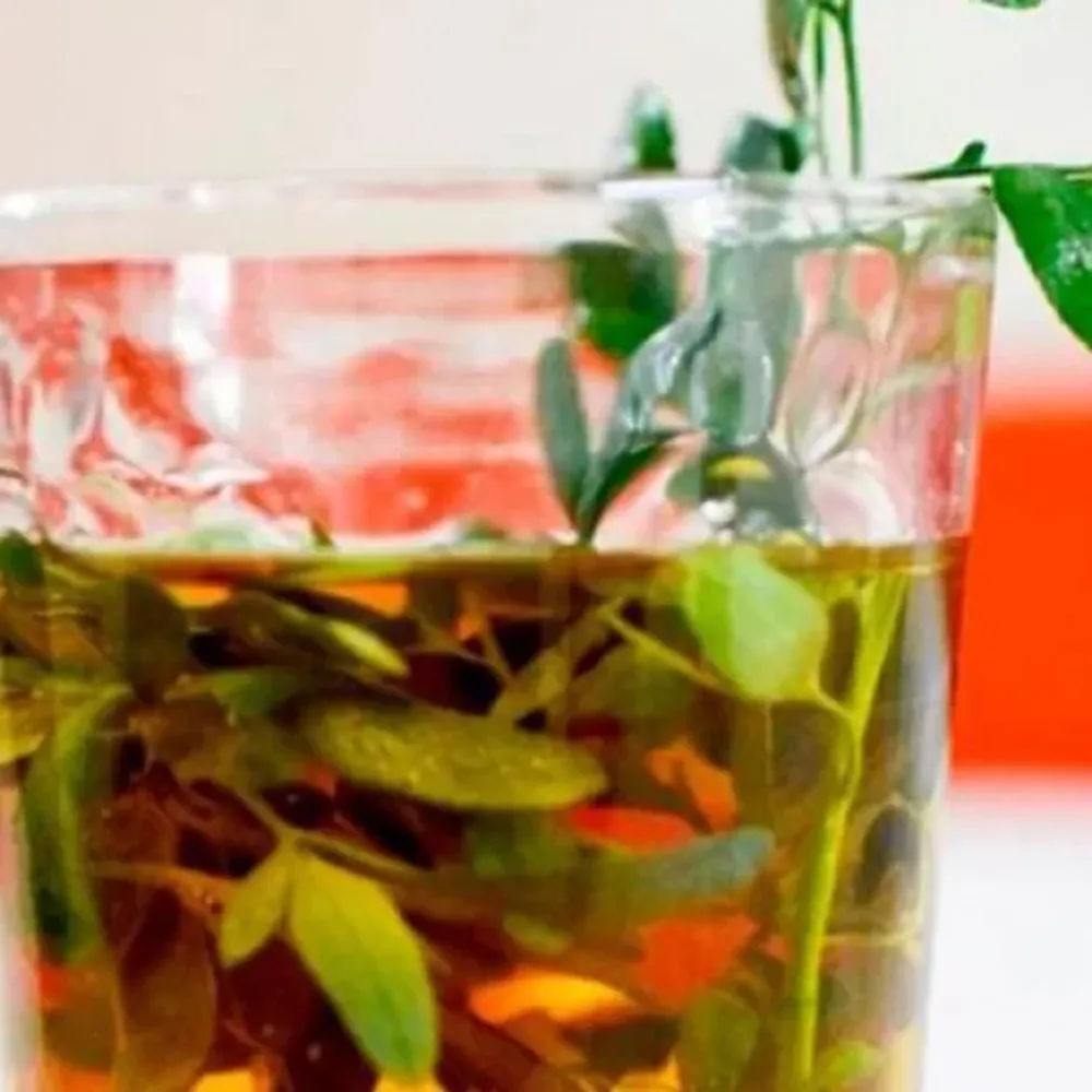 ¿Por qué el primero de agosto se toma caña con ruda?