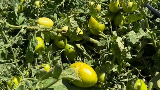 SUMATORIA. En lo que va de primavera y verano se combinaron lluvias, días con humedad, calor, más viento y granizo, afectando a los distintos cultivos agrícolas de la temporada.