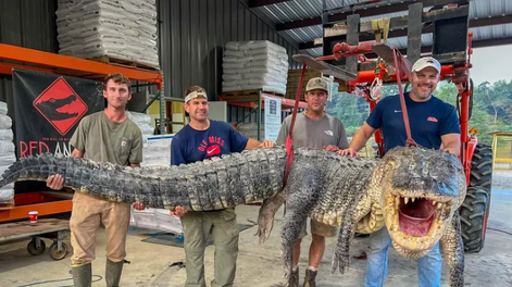 Increíble: atraparon un cocodrilo del tamaño de un monstruo de película
