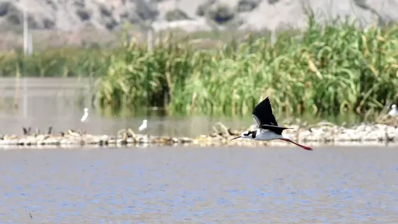 La resurrección de los humedales