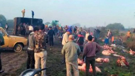 Volcó un camión con 50 vacas y vecinos las carnearon en el lugar