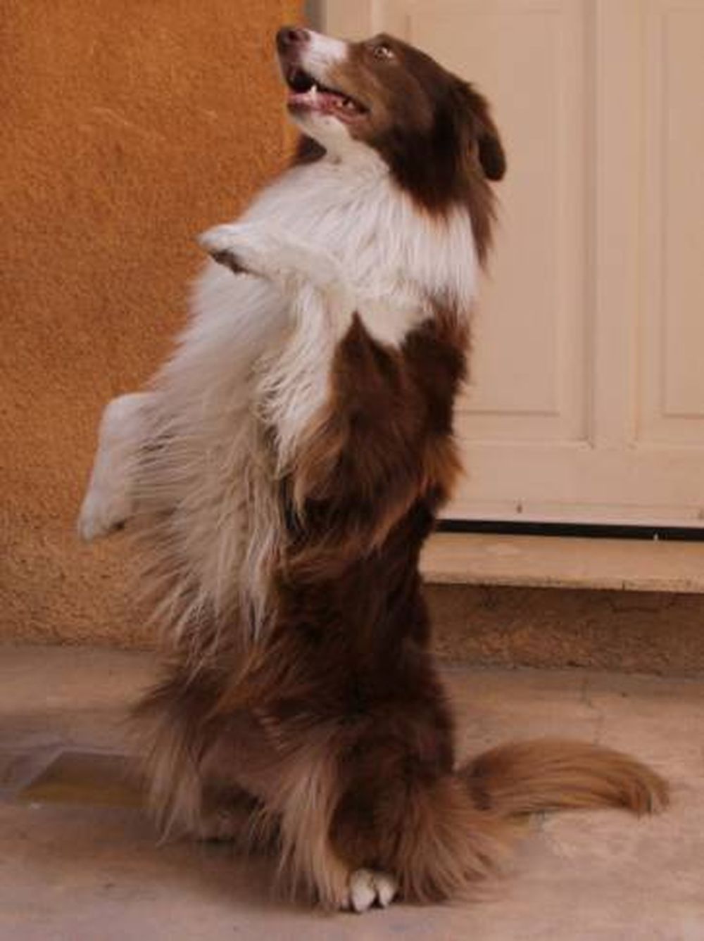 El perro capaz de realizar  cálculos y leer los números