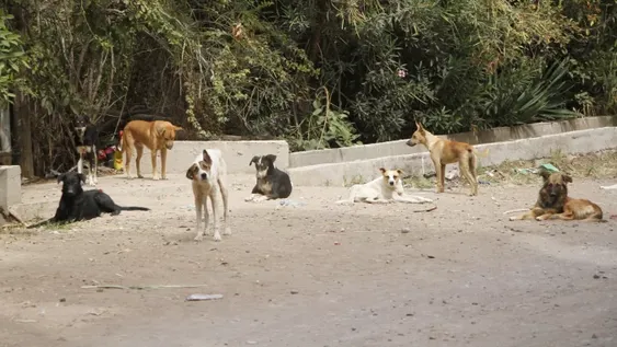 El drama de los 30 perros en mal estado llegó a la Justicia e intervendrá