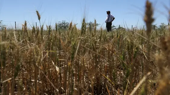 Lluvias intensas no solucionan la sequía porque matan al suelo