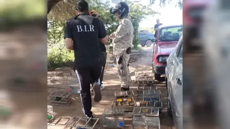 Recuperaron 47 aves protegidas y un auto con pedido de secuestro: hay tres detenidos