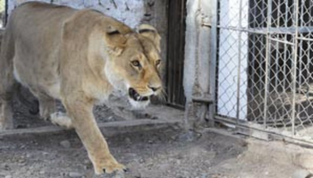 Capturaron la leona que había escapado del Parque Faunístico