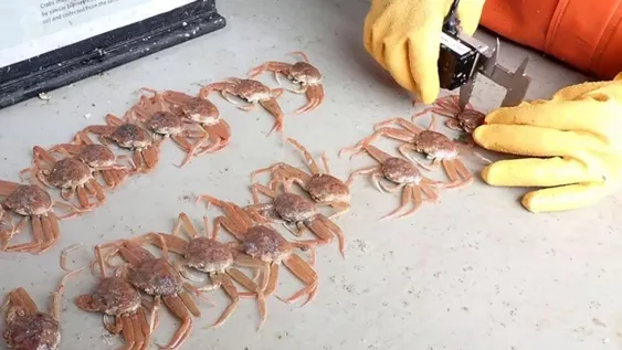 La suba de la temperatura del agua en Alaska provocó la muerte masiva de cangrejos