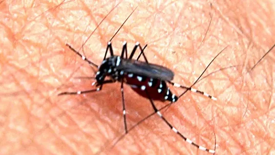 Detectan un nuevo caso sospechoso de dengue, proveniente de La Rioja