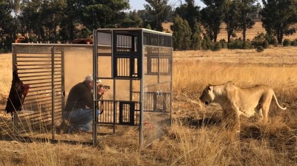 Se inauguró un “zoológico inverso”: los humanos están enjauladas y los leones los visitan