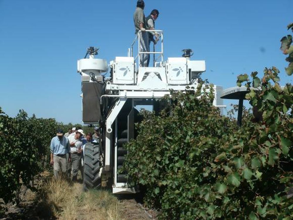 La cosecha de uvas blancas de alta gama fue muy productiva