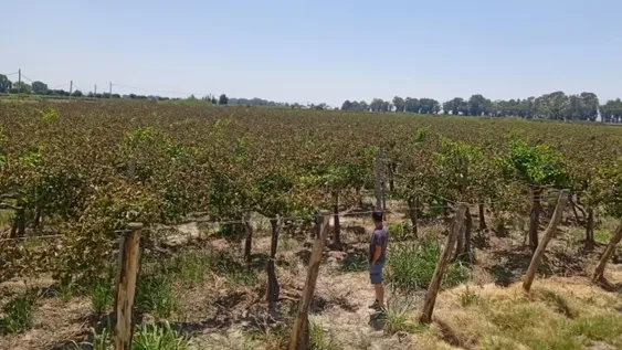 Intendentes se encaminan a eximir del pago de tasas a afectados por la helada