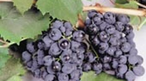 La vendimia 2016 será la más baja de los últimos 59 años