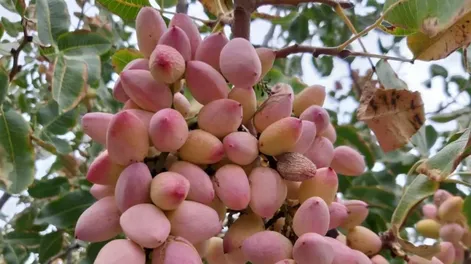 Suelos y nutrición en pistachos