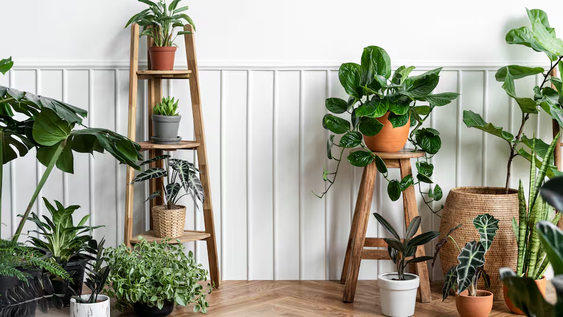 Plantas de interior.