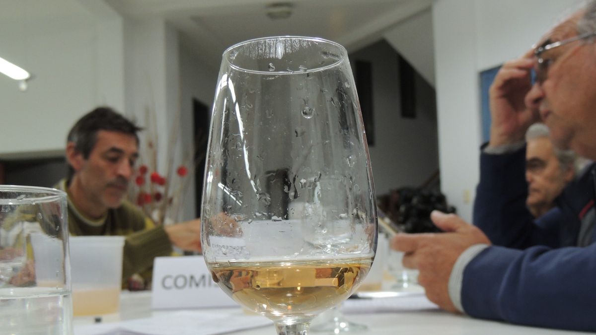Cata San Juan: 376 muestras de 90 proyectos enológicos de todo el país buscarán lograr el Gran Oro