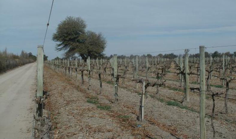 Vinos: fue aprobada la Indicación Geográfica Pozo de Los Algarrobos