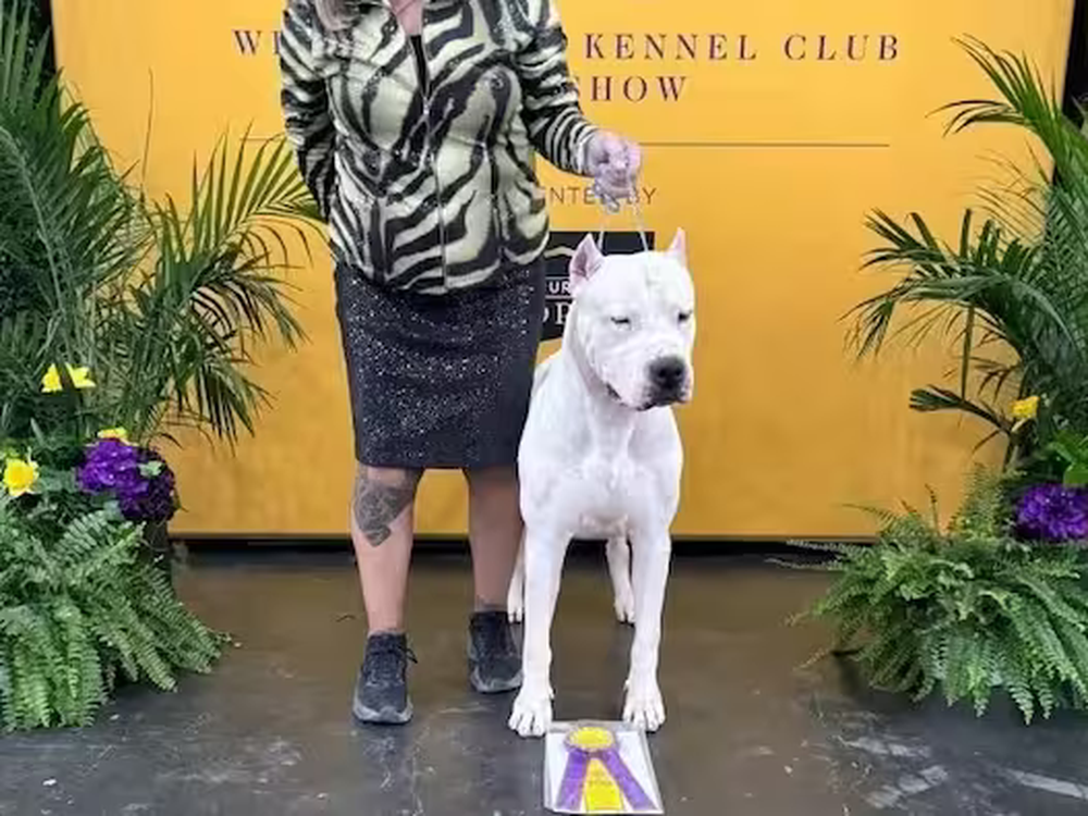 Un Dogo Argentino ganó el certamen internacional de perros más prestigioso del mundo