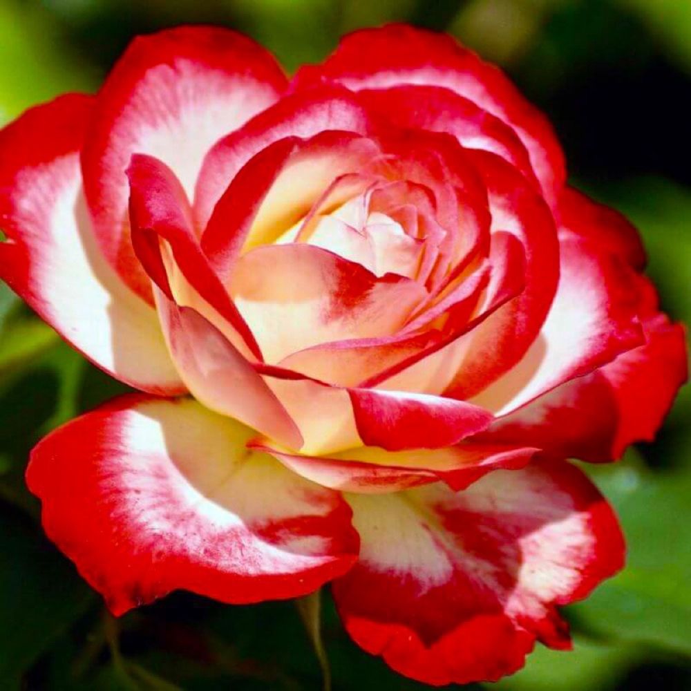 Rosal Prince de M&oacute;naco