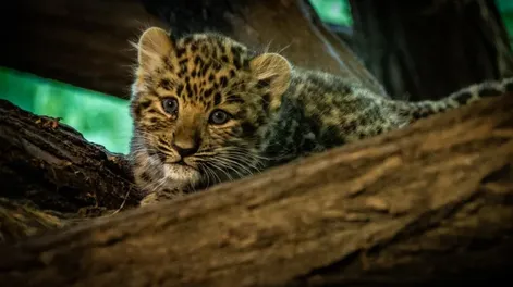 Pensó que había rescatado a dos “gatitos” del frío pero se llevó una gran sorpresa