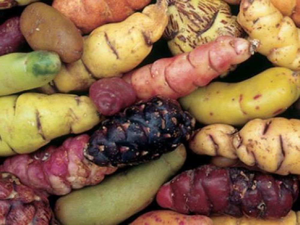 Argentina: Actualizaron la norma para tubérculos andinos