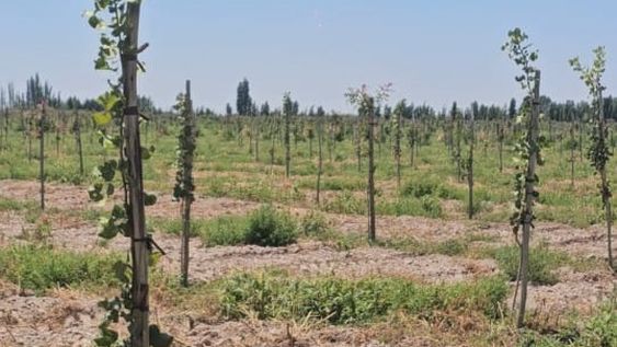 AgroFides tiene una inversión de 110 hectáreas en San Juan y si bien le faltan años para ver los beneficios, lanzaron una herramienta para ampliar el cultivo.